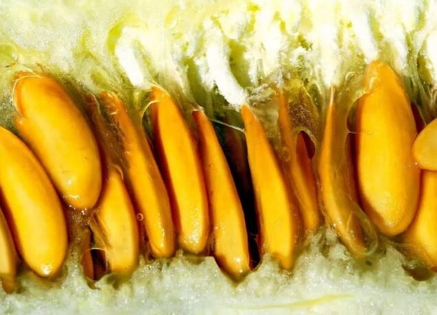 Semillas de melón