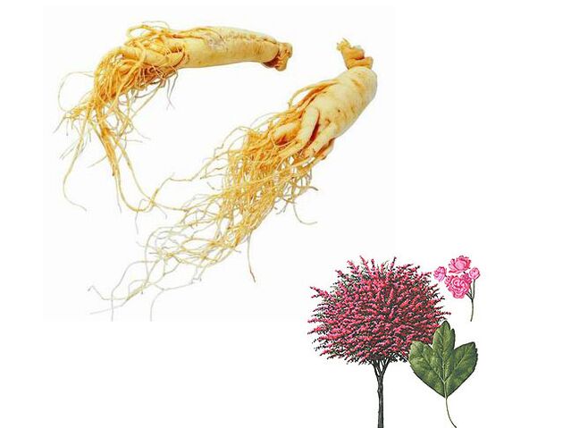 ginseng y espino para aumentar la potencia